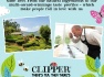 clipper-the-vert-250-sachets-de-the